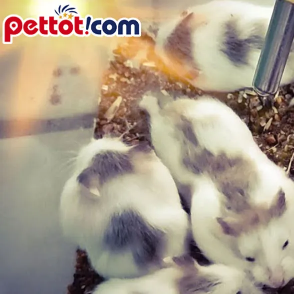 Hamster đang khám phá môi trường sống, nhấn mạnh việc tạo sự ổn định để hamster ghi nhớ tên