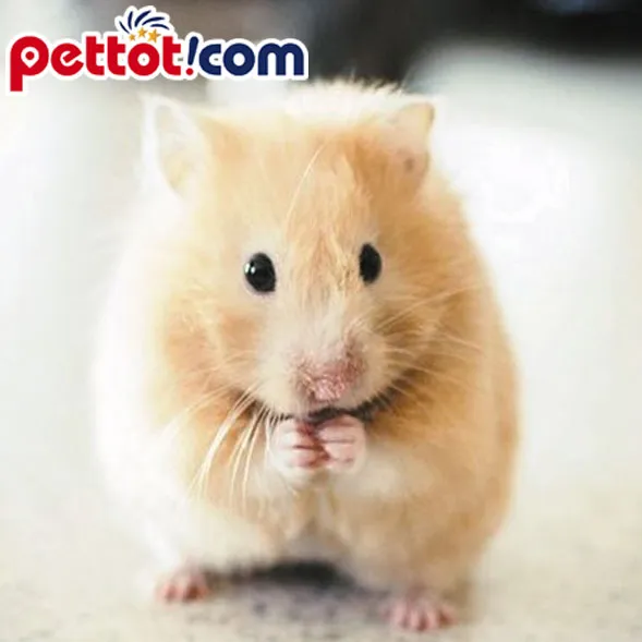 Hamster đang ở trong lồng, khuyến khích chủ nuôi đặt tên dễ thương cho chuột hamster theo cảm hứng riêng