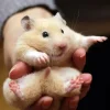 Hamster đuôi mập cái