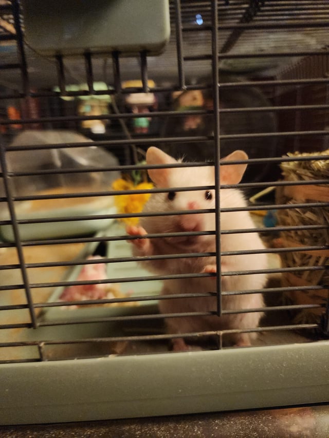 Thức Ăn Chuột Hamster: Hướng Dẫn Dinh Dưỡng Toàn Diện Từ A Đến Z