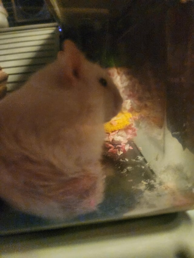 Thức Ăn Chuột Hamster: Hướng Dẫn Dinh Dưỡng Toàn Diện Từ A Đến Z