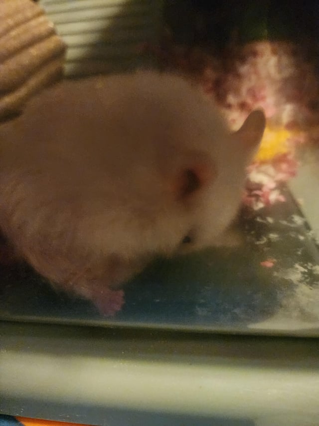 Thức Ăn Chuột Hamster: Hướng Dẫn Dinh Dưỡng Toàn Diện Từ A Đến Z