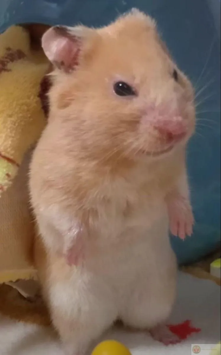 Hamster hài hước thành hiện tượng trong giới chế ảnh