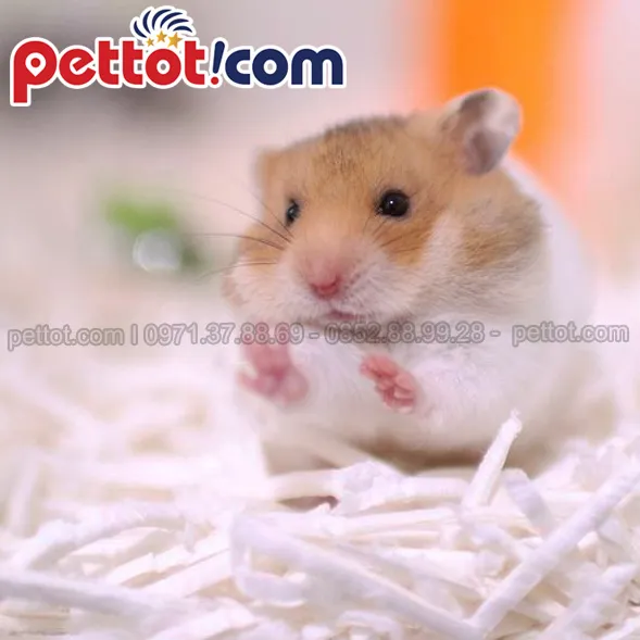 Hamster là loài thích “sống về đêm”