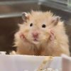 Hamster bear lông xù​