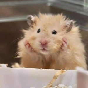 Hamster bear lông xù​
