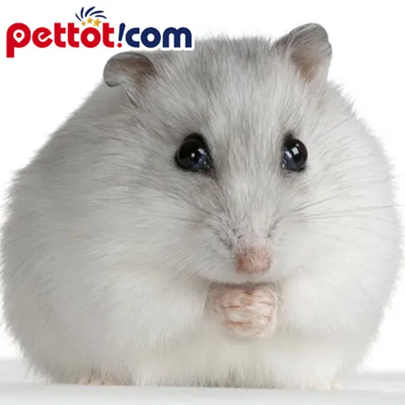 Hamster lùn Nga winter white màu trắng đang ăn thức ăn trong chuồng