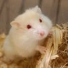 Hamster mắt đỏ​