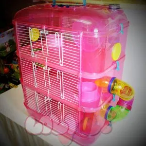 Hamster mẹ đang mang thai trong lồng nhỏ với thức ăn dinh dưỡng