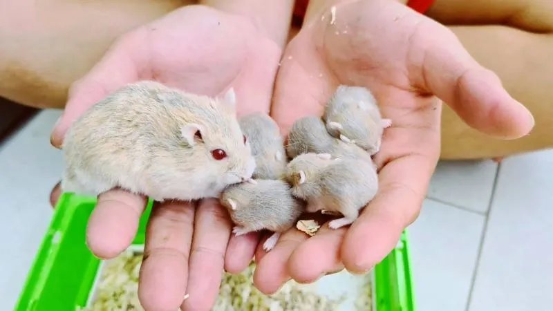 Hamster mẹ và đàn con đang bú sữa