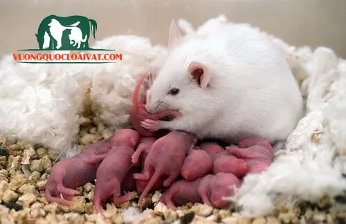 Hamster mẹ và đàn con non cần được chăm sóc đặc biệt sau khi sinh sản.