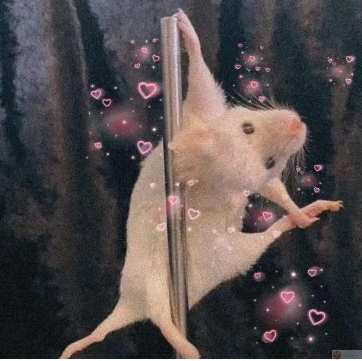 Hamster meme cute khiến dân mạng cười vui vẻ cả ngày dài