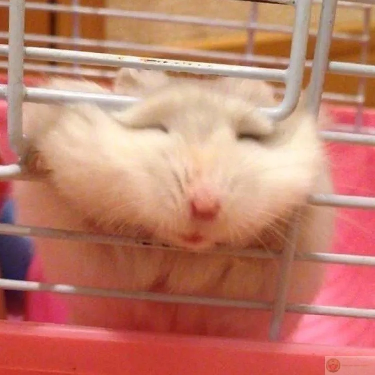 Hamster meme cute lan tỏa cực nhanh trên mạng xã hội