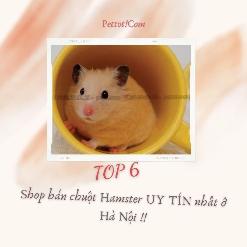 Hamster ngủ trong tổ ấm