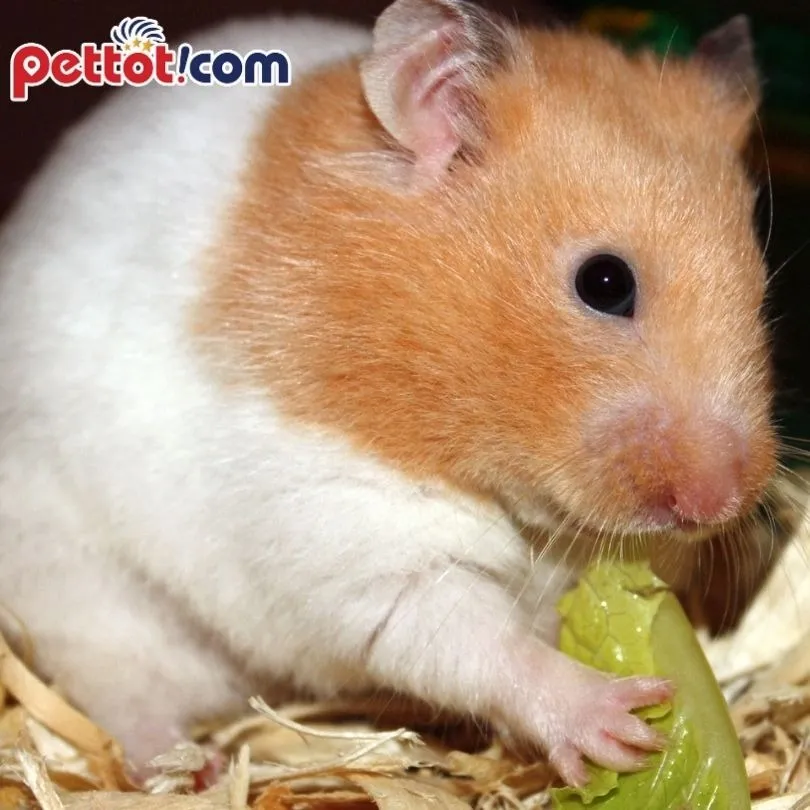 Hamster Roborovski hoạt bát