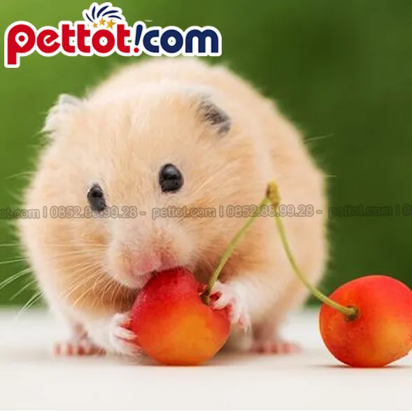 Hamster Syrian Bear Long Xù (Long-haired) là một trong những giống hamster có giá trị cao nhất