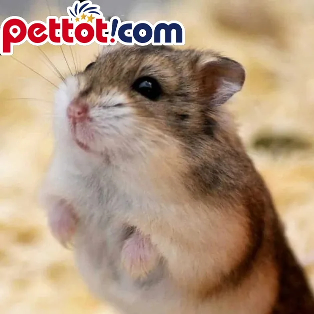 Hamster Syrian trưởng thành trong tay, phân loại tên dễ thương theo giới tính đực cái