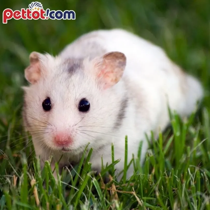 Hamster trong lồng cần thiết bị vệ sinh