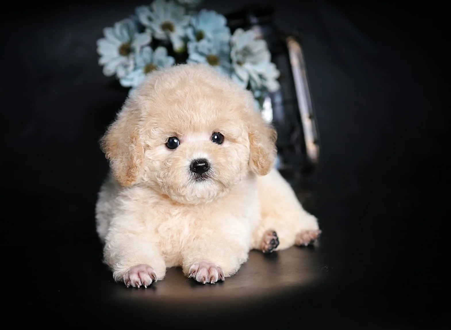 Hamster vui chơi trên vòng chạy