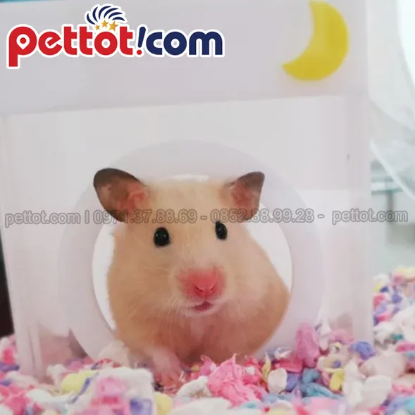 Hamster Winter White đang được chăm sóc, minh họa tầm quan trọng của sự nhất quán trong việc gọi tên
