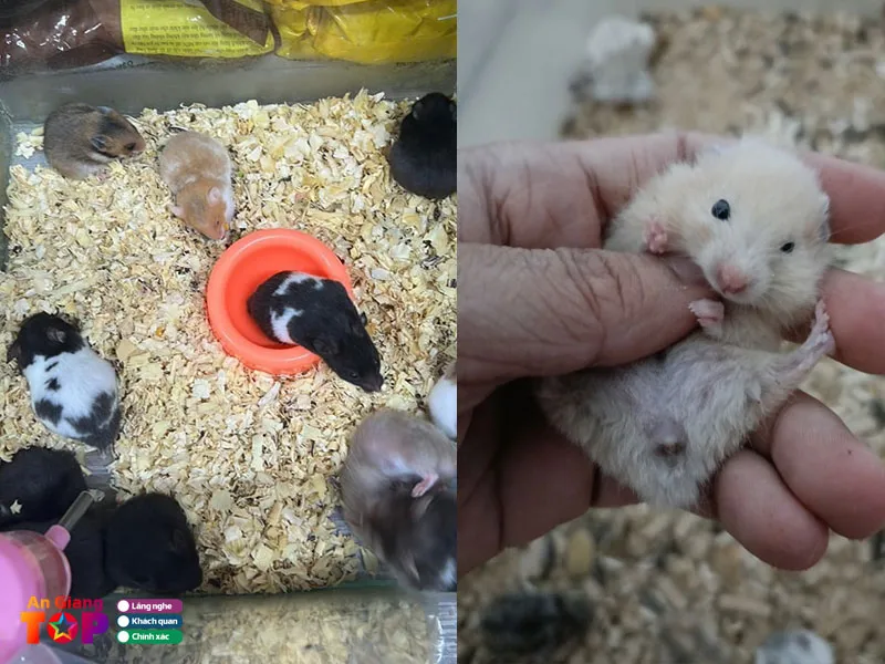 Bán Chuột Hamster Tại Đômgf Tháp: Hướng Dẫn Mua Bán Và Chăm Sóc Đúng Quy Định