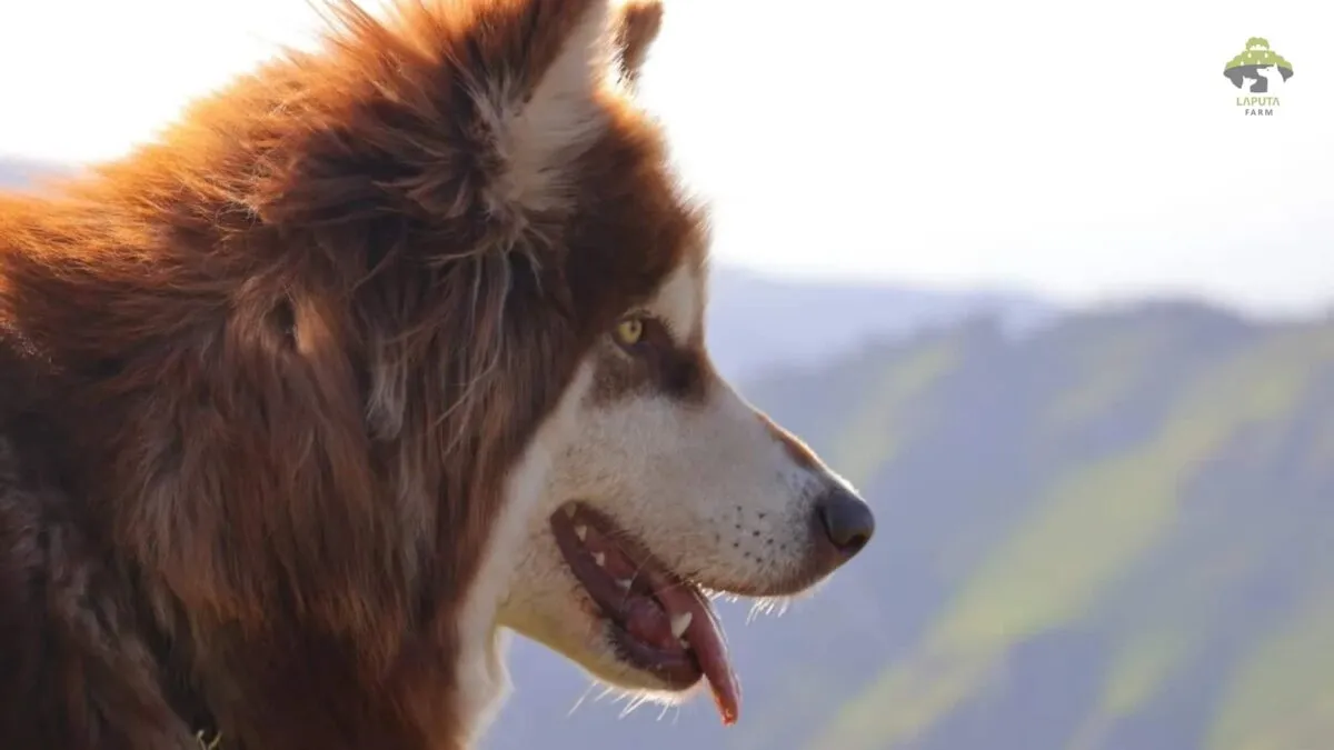 Hình ảnh Alaska nâu đỏ quý hiếm, màu lông quyết định mức giá chó Alaska con nhập khẩu