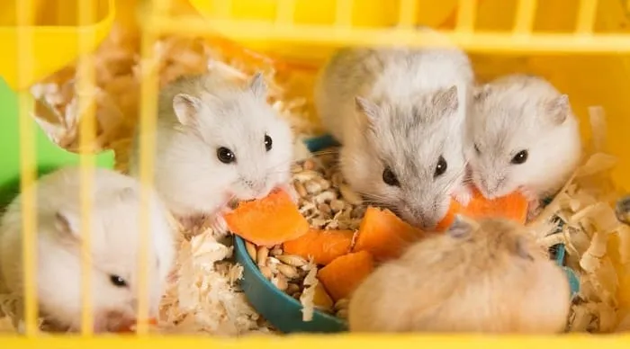 Hình ảnh bên trong một cửa hàng thú cưng tại Bình Chánh, trưng bày nhiều loại thú cưng nhỏ và sản phẩm thức ăn