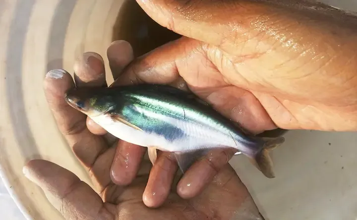 Hinh anh ca tra bot sau khi no, minh chung cho ky thuat nuoi ca tra bot hieu qua