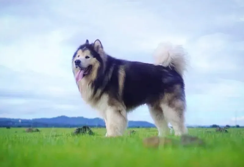 Hình ảnh cận cảnh bộ lông kép dày và khuôn mặt thân thiện của Alaska Giant