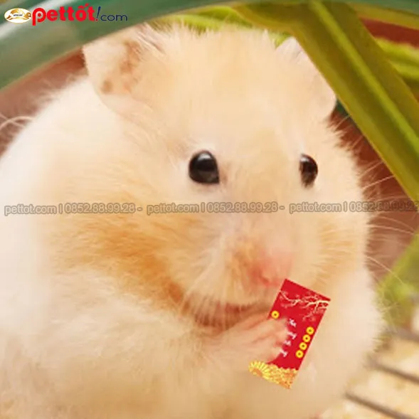 Hình ảnh cận cảnh các bé hamster đủ tiêu chuẩn để thu mua nhập kho