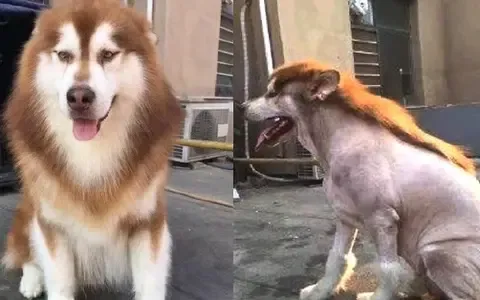 Hình ảnh cận cảnh cấu trúc bộ lông hai lớp của chó Alaska, làm nổi bật lớp lông tơ giữ nhiệt bên trong và lông bảo vệ bên ngoài