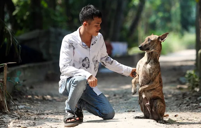 Hình ảnh cận cảnh đặc trưng xoáy lông ngược trên lưng chó Phú Quốc quý khuyển