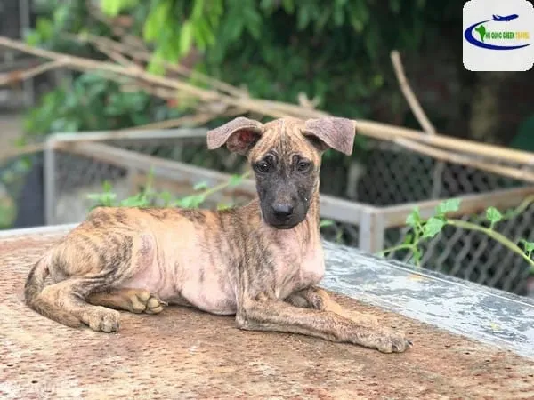 Hình ảnh cận cảnh khuôn mặt chó Phú Quốc với đôi mắt tinh anh và mõm khỏe khoắn