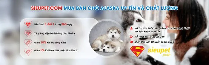 Hình ảnh cận cảnh khuôn mặt một chú chó Alaska đang nhìn nghiêng, thể hiện nét đẹp hoang dã và bộ lông dày đặc trưng