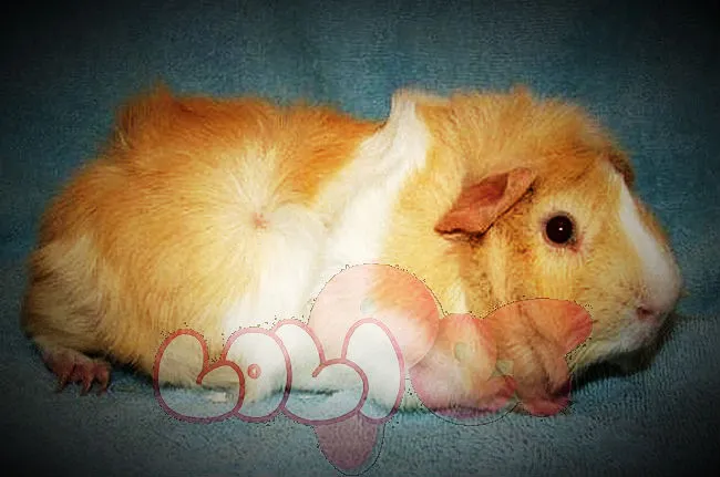 Hình ảnh cận cảnh lọn lông xoáy (rosettes) độc đáo trên cơ thể chuột lang aby