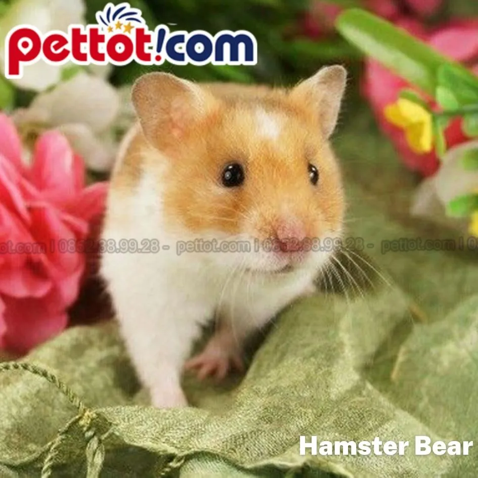 Hình ảnh cận cảnh một chú chuột hamster xinh xắn trong tay người nuôi, làm nổi bật bản chất nhỏ bé của loài chuột hamster