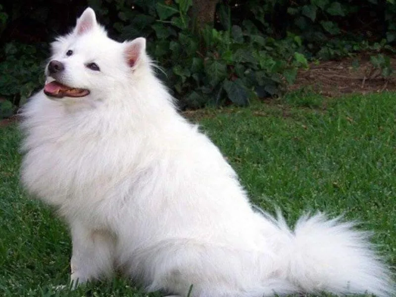 Hình ảnh cận mặt chó Alaska trắng tuyết với đôi mắt nâu trầm