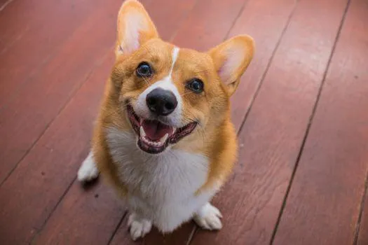 Hình ảnh chân dung chó Pembroke Welsh Corgi với đôi tai dựng đứng