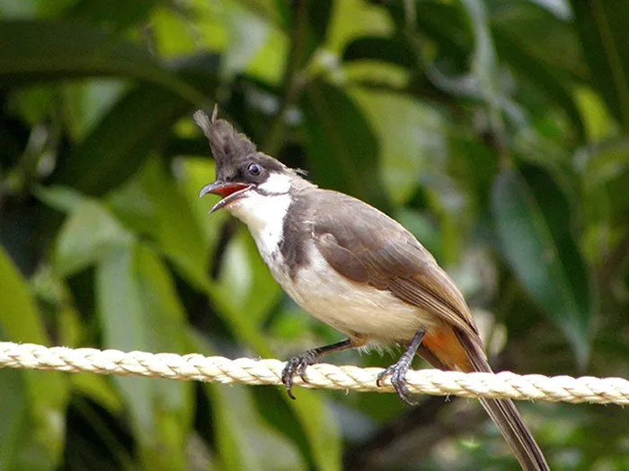 Cách Nuôi Chích Chòe Lửa Bổi Thành Thục: Hướng Dẫn Chi Tiết A-Z Từ Chuyên Gia