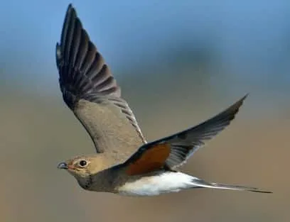 Hình ảnh chim ưng Shikra đứng trên cành cây