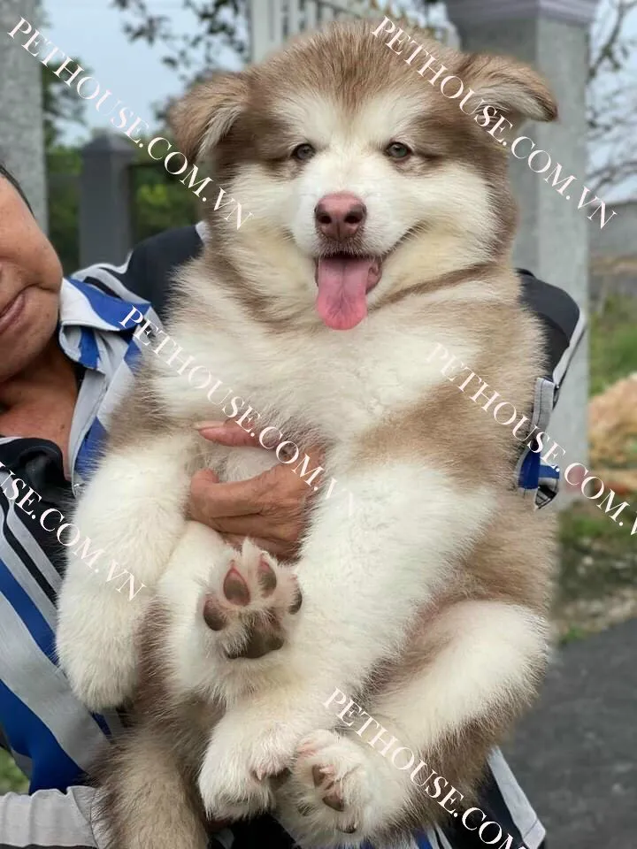 Hình ảnh chó Alaska con 2 tháng tuổi với bộ lông dày và đôi mắt nâu.