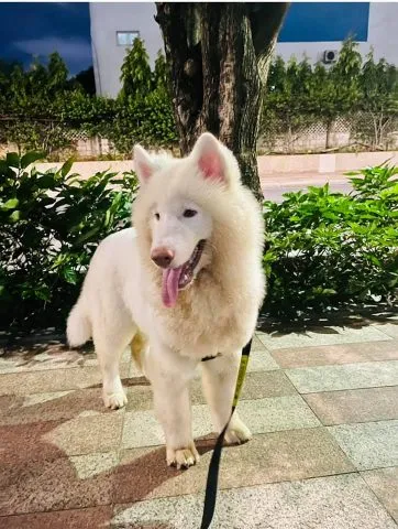 hình ảnh chó alaska đứng oai vệ trên nền tuyết, thể hiện sức bền bỉ và bản năng tự nhiên