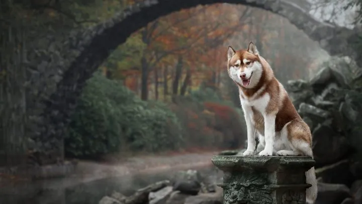 hình ảnh chó alaska full HD đẹp, phản ánh chất lượng nhiếp ảnh cao cấp và ngoại hình tuyệt vời