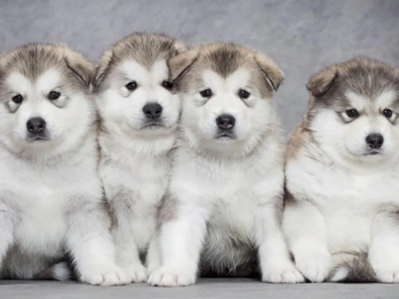 Hình ảnh chó Alaska giá 2 triệu nếu là thuần chủng thì không thể xảy ra