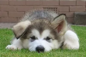 Hinh anh cho Alaska Malamute met moi, suy nhuoc do bi benh ve va ky sinh trung gay non mua
