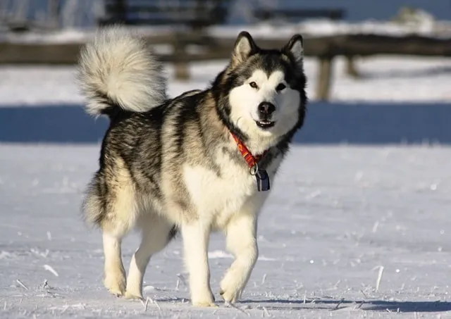 Hình ảnh chó Alaska Malamute thuần chủng, thể hiện cấu trúc cơ bắp khỏe mạnh và cần chế độ dinh dưỡng tốt để kéo dài tuổi thọ.