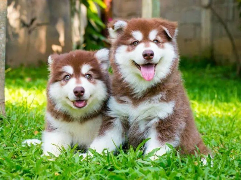 Hình ảnh chó Alaska nâu đỏ đang nằm thư giãn