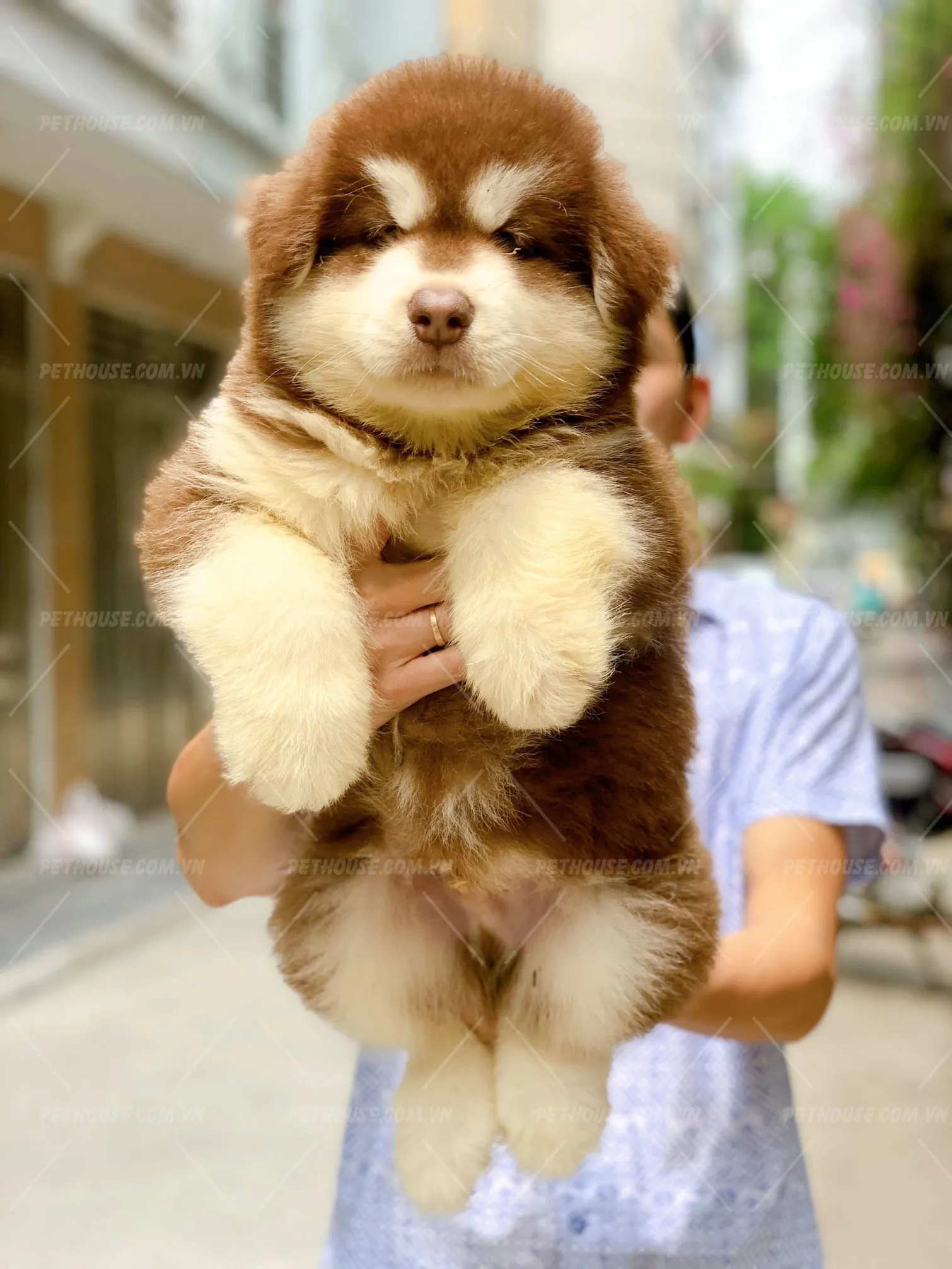 Hình ảnh chó Alaska thuần chủng nâu đỏ