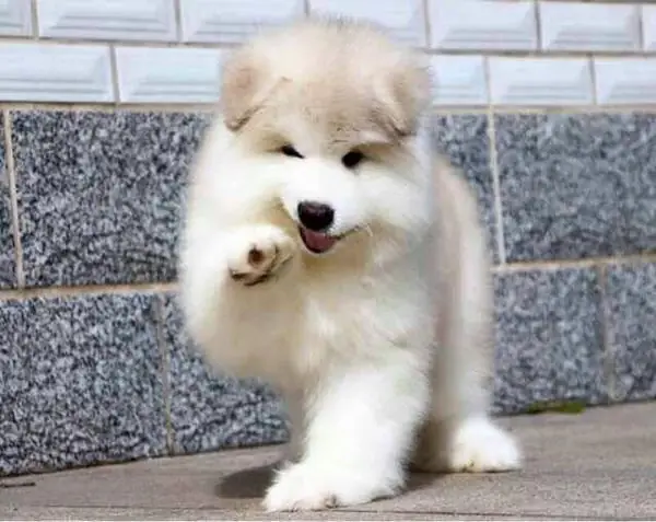 Hình Ảnh Chó Becgie Đức: Đặc Điểm, Vai Trò Và Ý Nghĩa