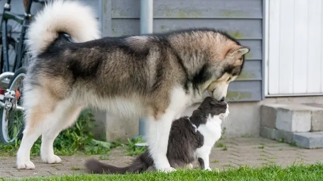 Hình ảnh chó Alaskan Malamute khổng lồ chơi đùa với mèo, khoảnh khắc thân thiết